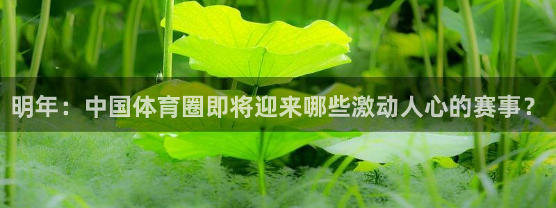 明年：中国体育圈即将迎来哪些激动人心的赛事？